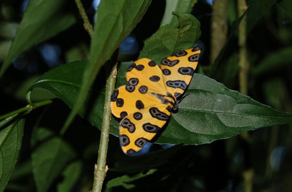 Butterfly on a leaf